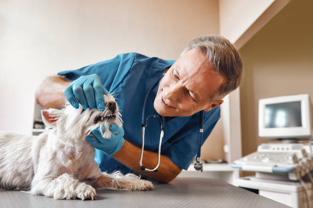 Best Emergency Treatment for Oral Infections in Wright, WY